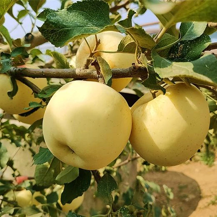 سیب های خوشمزه طلایی تازه