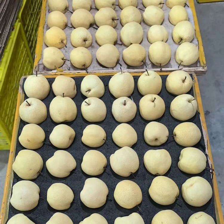 گلابی گونگ تازه چیده شده