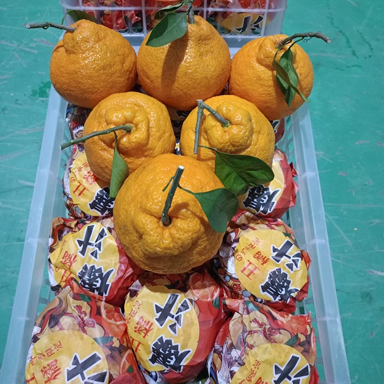 ماندارین شیرانویی تازه
