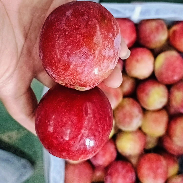 آلو تازه شیرین قرمز Meiyi