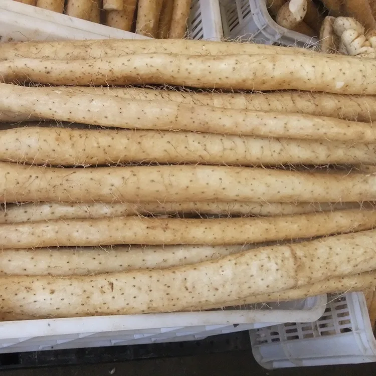 Fresh Chinese Yam