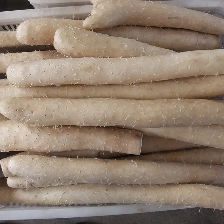 Fresh Chinese Yam