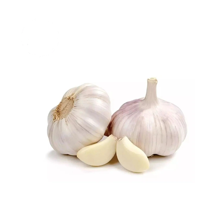 سیر سفید معمولی سفت و حجیم